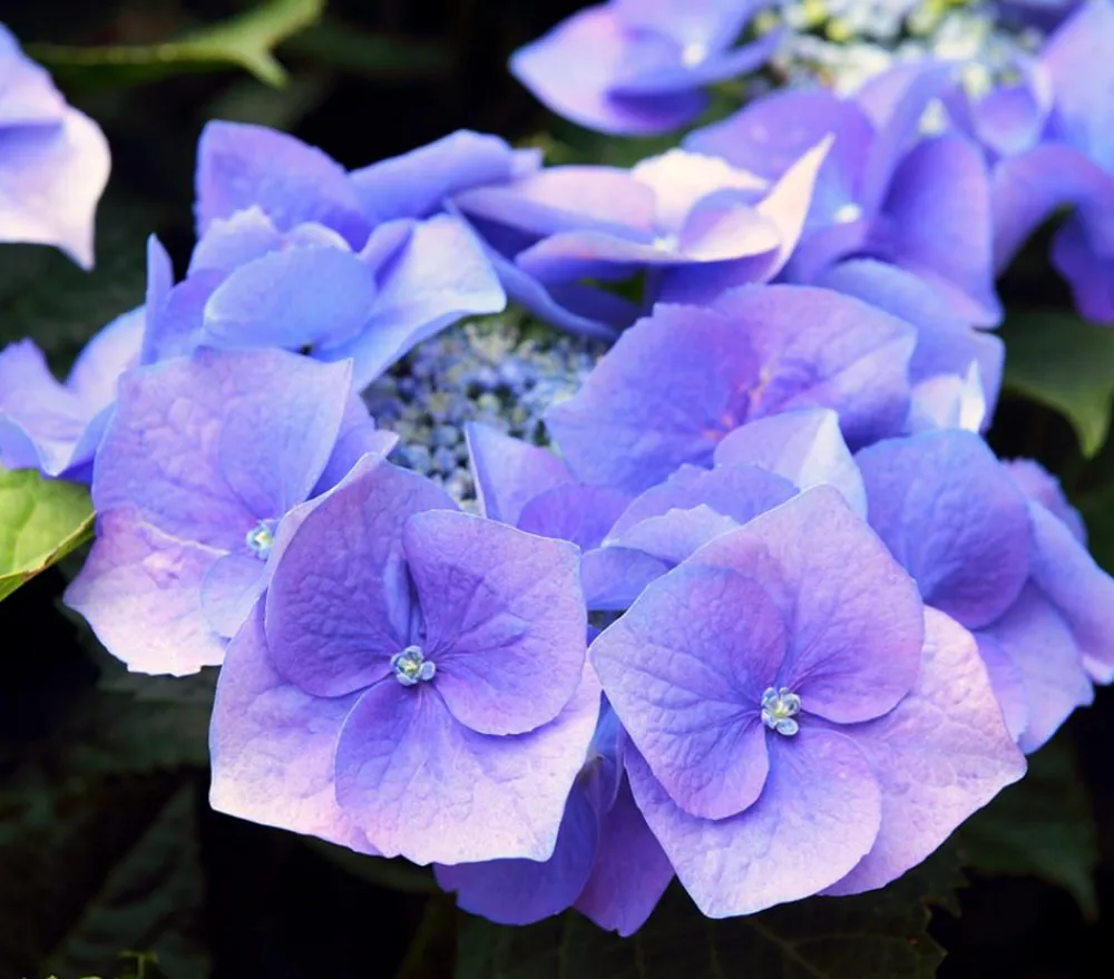 Dehner Terrassenpflanzen|Hortensien > Hortensie - Hydrangea macrophylla