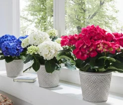 Dehner Terrassenpflanzen|Hortensien > Hortensie - Hydrangea macrophylla