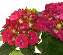 Dehner Terrassenpflanzen|Hortensien > Hortensie - Hydrangea macrophylla
