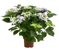 Dehner Zimmerhortensien > Hortensie - Hydrangea macrophylla 'Floria'