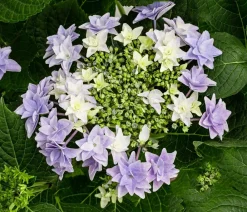 Dehner Zimmerhortensien > Hortensie - Hydrangea macrophylla 'Floria'