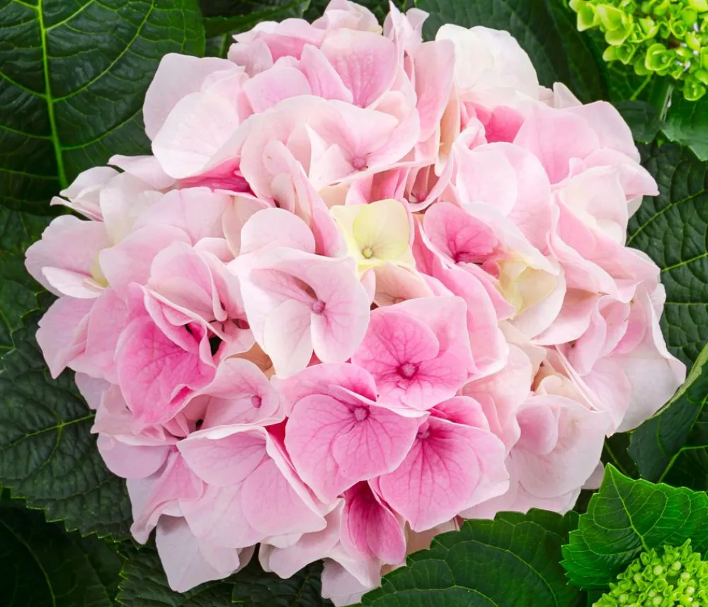Dehner Zimmerhortensien > Hortensie - Hydrangea macrophylla 'Diamond'