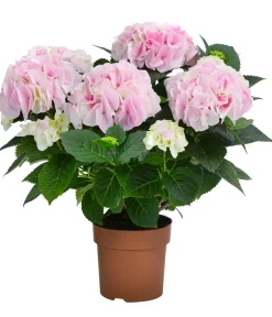 Dehner Zimmerhortensien > Hortensie - Hydrangea macrophylla 'Diamond'