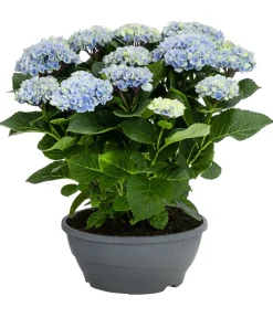 Dehner Zimmerhortensien > Hortensie - Hydrangea macrophylla 'Magical', verschiedene Farben, Schale