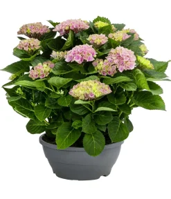 Dehner Zimmerhortensien > Hortensie - Hydrangea macrophylla 'Magical', verschiedene Farben, Schale