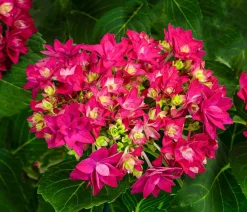 Dehner Zimmerhortensien > Hortensie - Hydrangea macrophylla 'Francy '