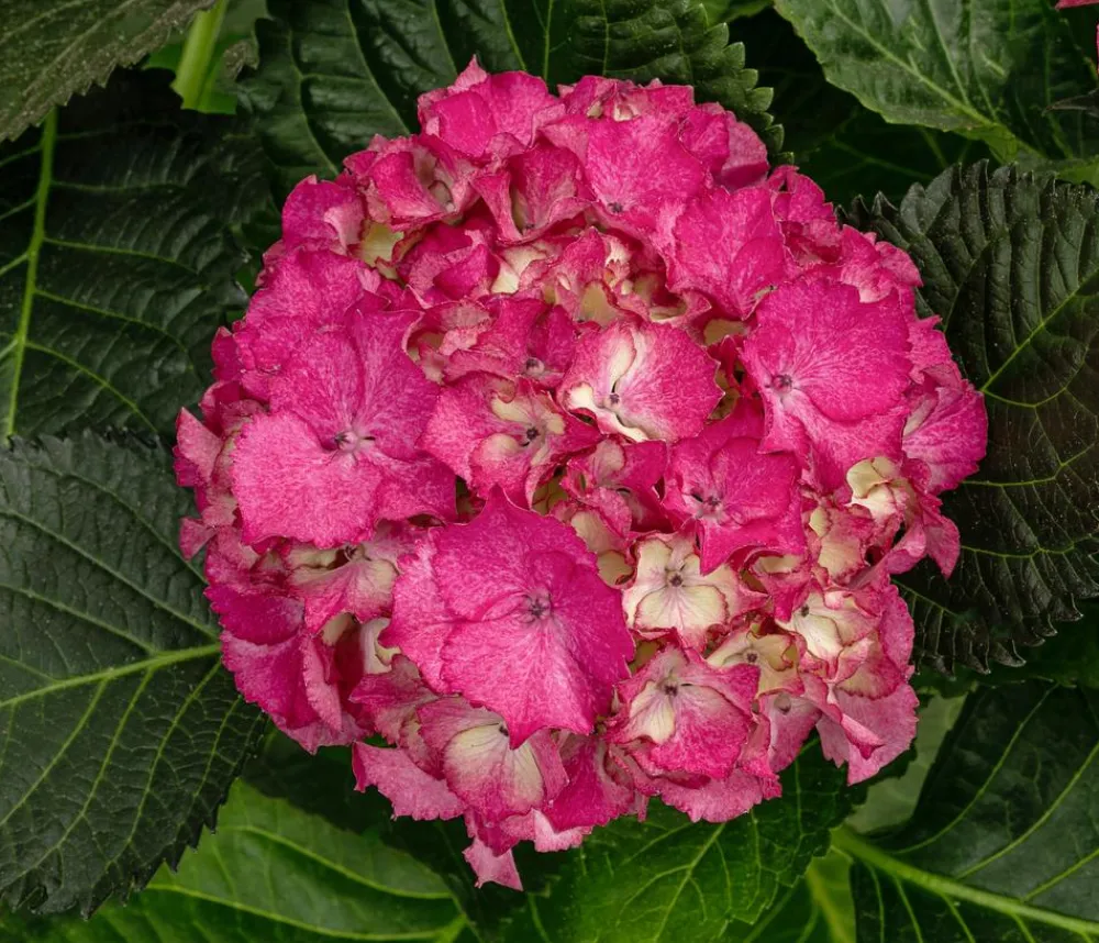Dehner Zimmerhortensien > Hortensie - Hydrangea macrophylla 'Baladia Hot '