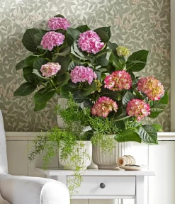 Dehner Zimmerhortensien > Hortensie - Hydrangea macrophylla 'Baladia Hot '
