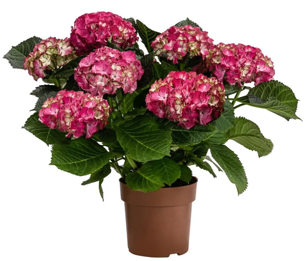 Dehner Zimmerhortensien > Hortensie - Hydrangea macrophylla 'Baladia Hot '