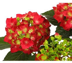 Dehner Hortensie - Hydrangea macrophylla Rot Clearance