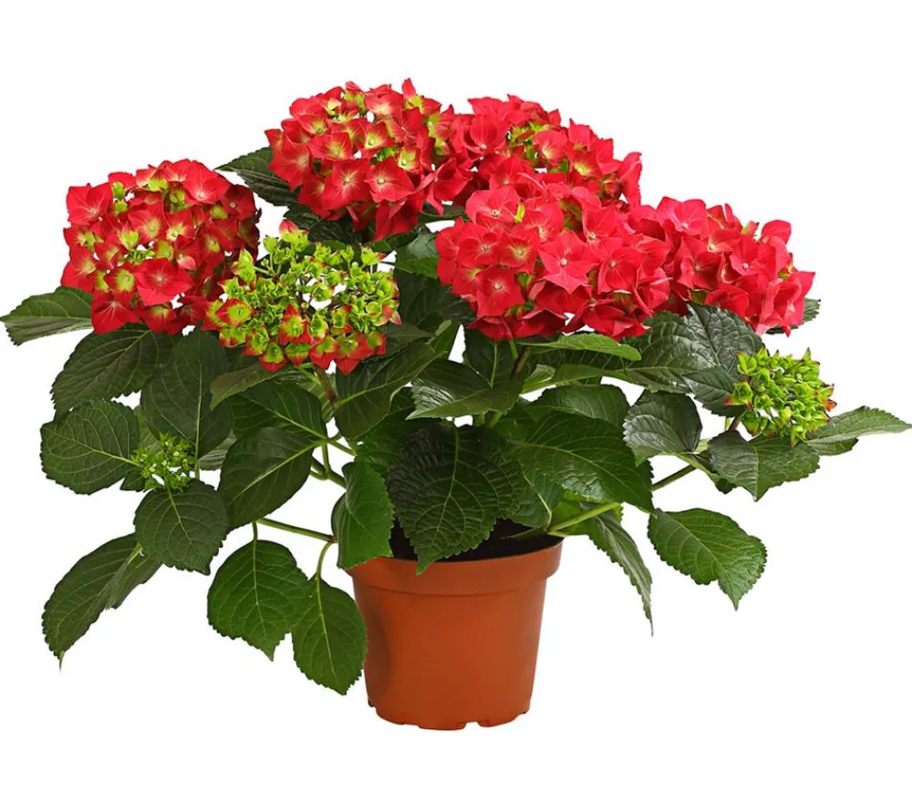 Dehner Hortensie - Hydrangea macrophylla Rot Clearance