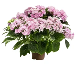 Dehner Hortensie - Hydrangea macrophylla 'Floria' Rosa New