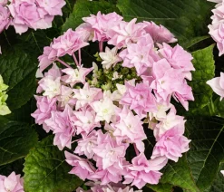 Dehner Hortensie - Hydrangea macrophylla 'Floria' Rosa New
