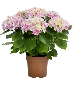 Dehner Hortensie - Hydrangea macrophylla 'Candy Heart' Zartrosa Online