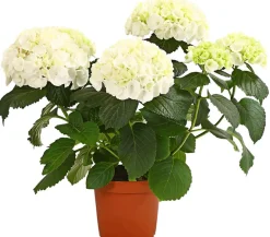 Dehner Terrassenpflanzen|Hortensien - Hortensie - Hydrangea macrophylla Weiß