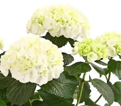 Dehner Terrassenpflanzen|Hortensien - Hortensie - Hydrangea macrophylla Weiß