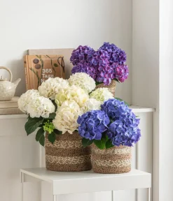 Dehner Terrassenpflanzen|Hortensien - Hortensie - Hydrangea macrophylla Weiß