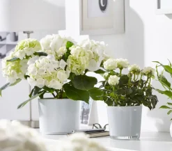 Dehner Terrassenpflanzen|Hortensien - Hortensie - Hydrangea macrophylla Weiß