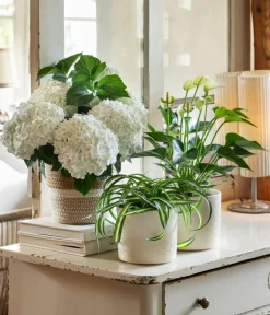 Dehner Terrassenpflanzen|Hortensien - Hortensie - Hydrangea macrophylla Weiß