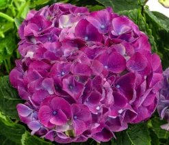 Dehner Zimmerhortensien - Hortensie - Hydrangea macrophylla 'Ningbo' Lila