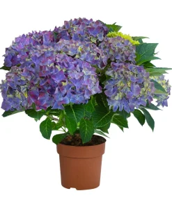 Dehner Zimmerhortensien - Hortensie - Hydrangea macrophylla 'Hi Ocean Blue'
