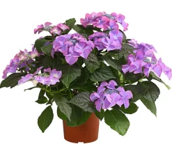 Dehner Terrassenpflanzen|Winterharte Kübelpflanzen - Hortensie - Hydrangea macrophylla 'Tiffany' Lavendel