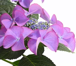 Dehner Terrassenpflanzen|Winterharte Kübelpflanzen - Hortensie - Hydrangea macrophylla 'Tiffany' Lavendel