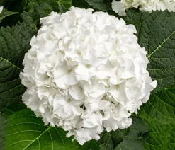 Dehner Zimmerhortensien - Hortensie - Hydrangea macrophylla 'Ice Boy' Weiß