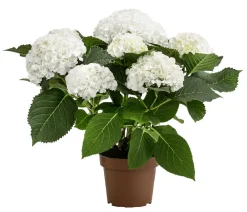 Dehner Zimmerhortensien - Hortensie - Hydrangea macrophylla 'Ice Boy' Weiß