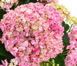 Dehner Zimmerhortensien - Hortensie - Hydrangea macrophylla 'Campino Pink' Rosa