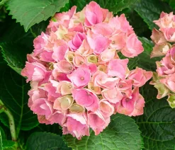 Dehner Hortensien|Blühende Sträucher > Hortensie 'Magical Evolution'