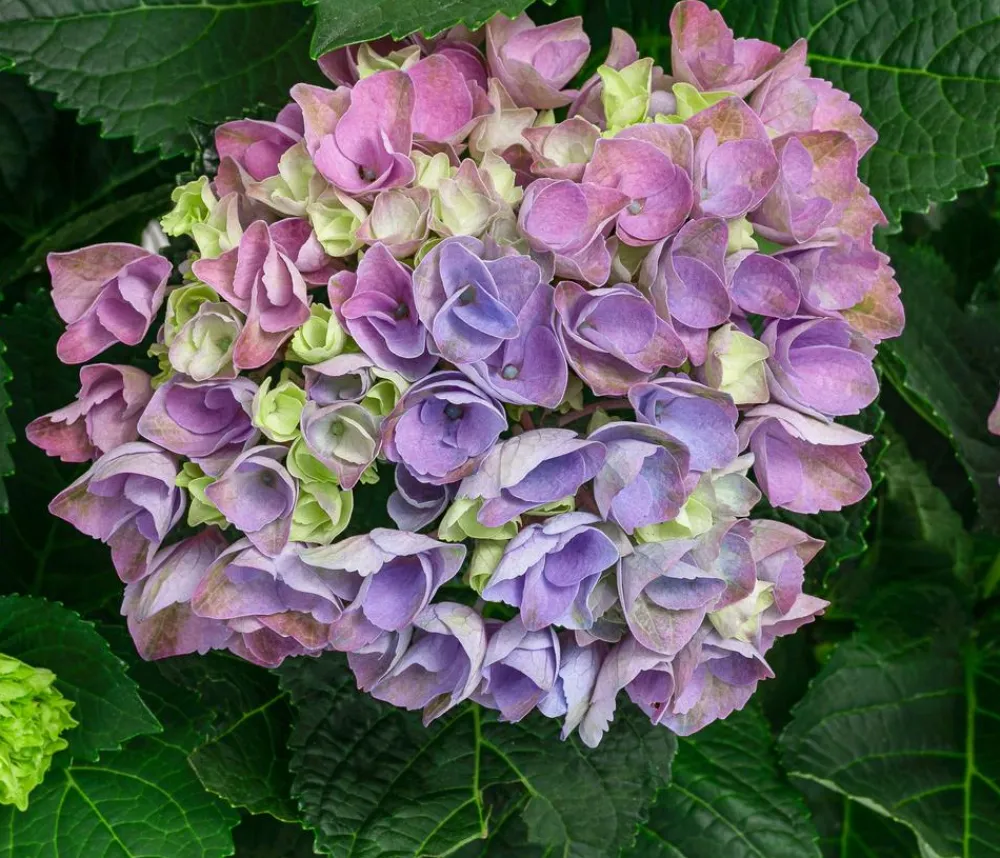 Dehner Hortensien|Blühende Sträucher - Hortensie 'Magical Evolution' Blau