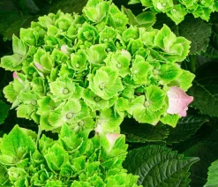 Dehner Hortensien|Blühende Sträucher > Hortensie 'Magical Jewel'