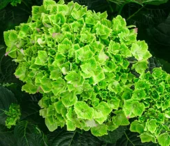 Dehner Hortensien|Blühende Sträucher - Hortensie 'Magical Jewel' Blau