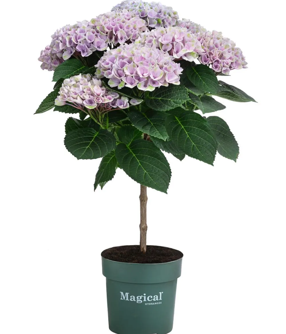 Dehner Hortensie 'Magical Revolution' Blau Online