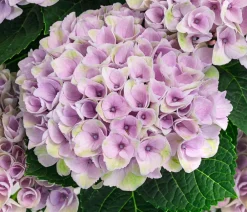 Dehner Hortensie 'Magical Revolution' Blau Online