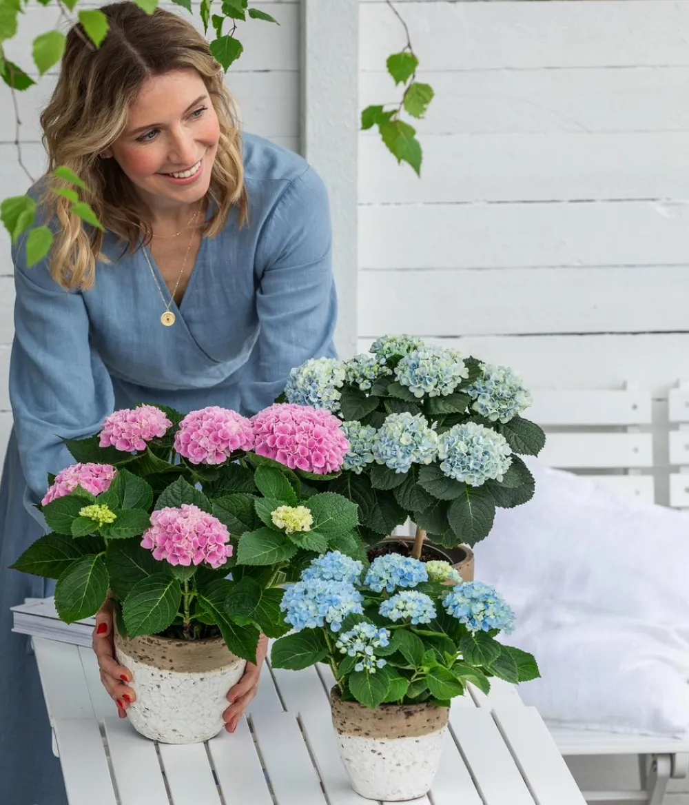 Dehner Zimmerhortensien|Terrassenpflanzen > Hortensie 'Magical', verschiedene Farben