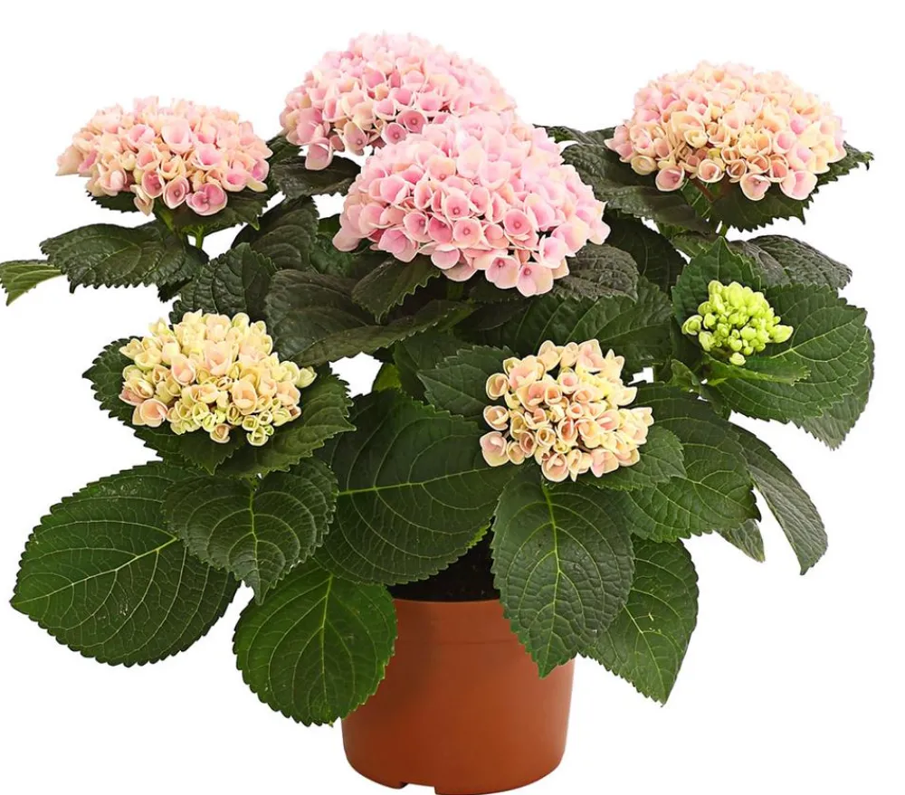 Dehner Zimmerhortensien|Terrassenpflanzen > Hortensie 'Magical', verschiedene Farben