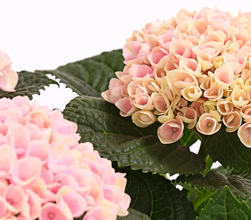 Dehner Zimmerhortensien|Terrassenpflanzen > Hortensie 'Magical', verschiedene Farben