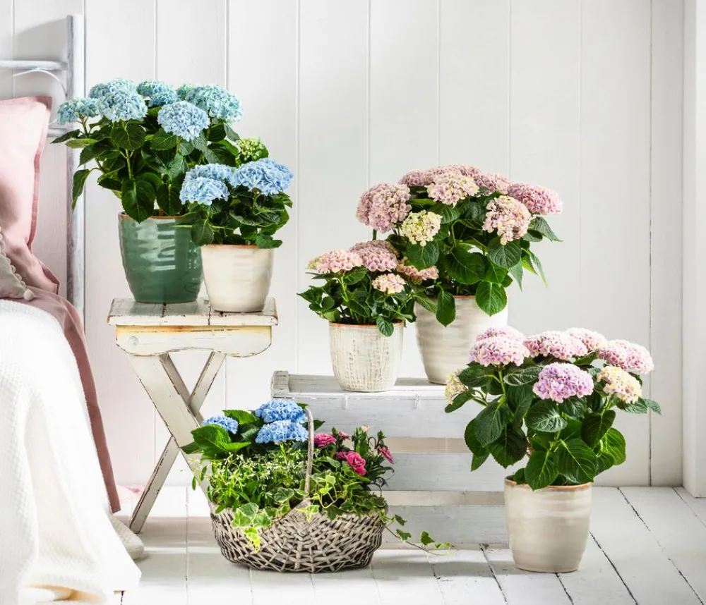 Dehner Zimmerhortensien|Terrassenpflanzen > Hortensie 'Magical', verschiedene Farben
