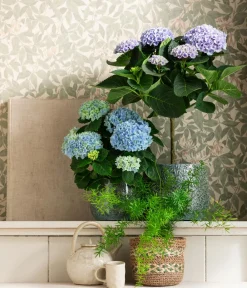 Dehner Zimmerhortensien|Terrassenpflanzen > Hortensie 'Magical', verschiedene Farben