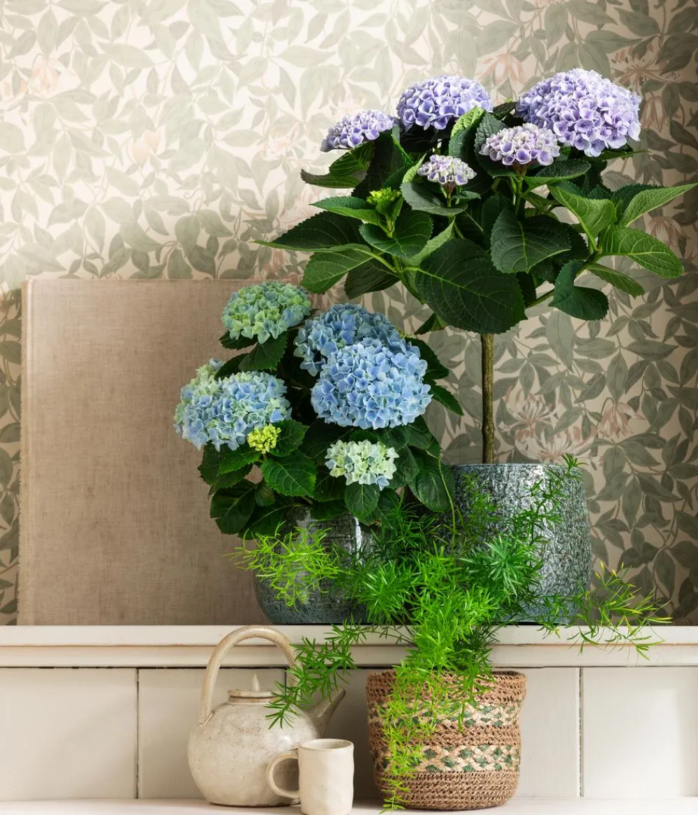 Dehner Zimmerhortensien|Terrassenpflanzen > Hortensie 'Magical', verschiedene Farben