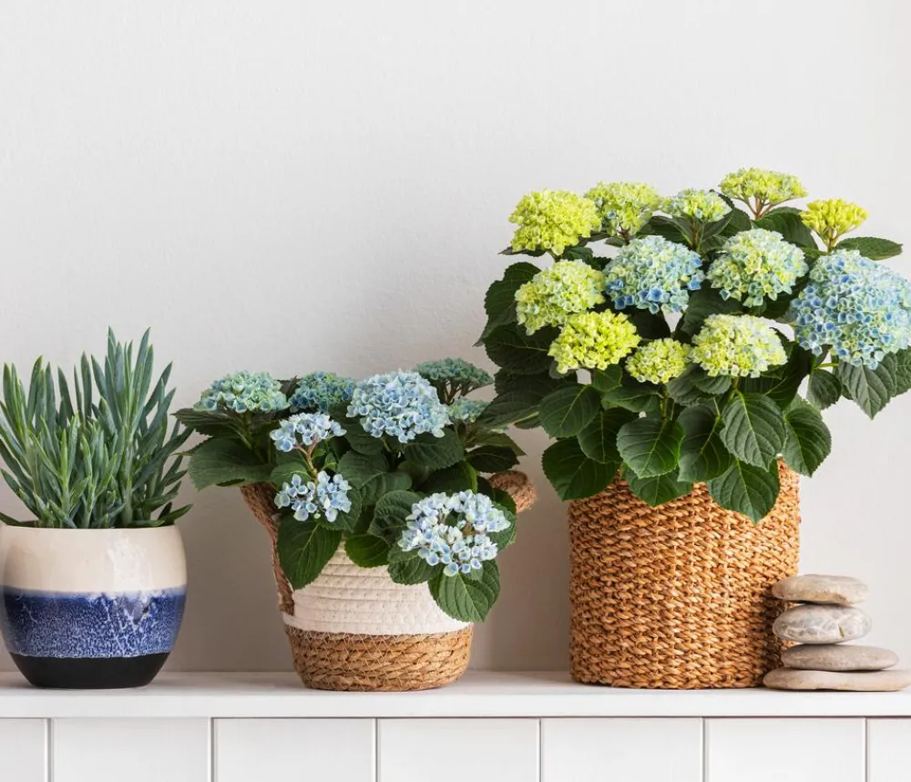 Dehner Zimmerhortensien|Terrassenpflanzen > Hortensie 'Magical', verschiedene Farben