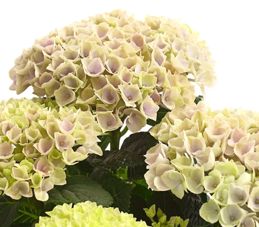 Dehner Zimmerhortensien|Terrassenpflanzen > Hortensie 'Magical', verschiedene Farben