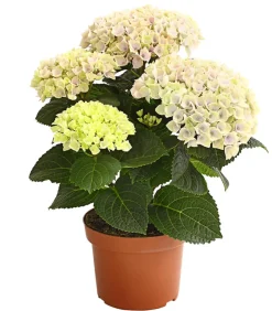 Dehner Zimmerhortensien|Terrassenpflanzen > Hortensie 'Magical', verschiedene Farben