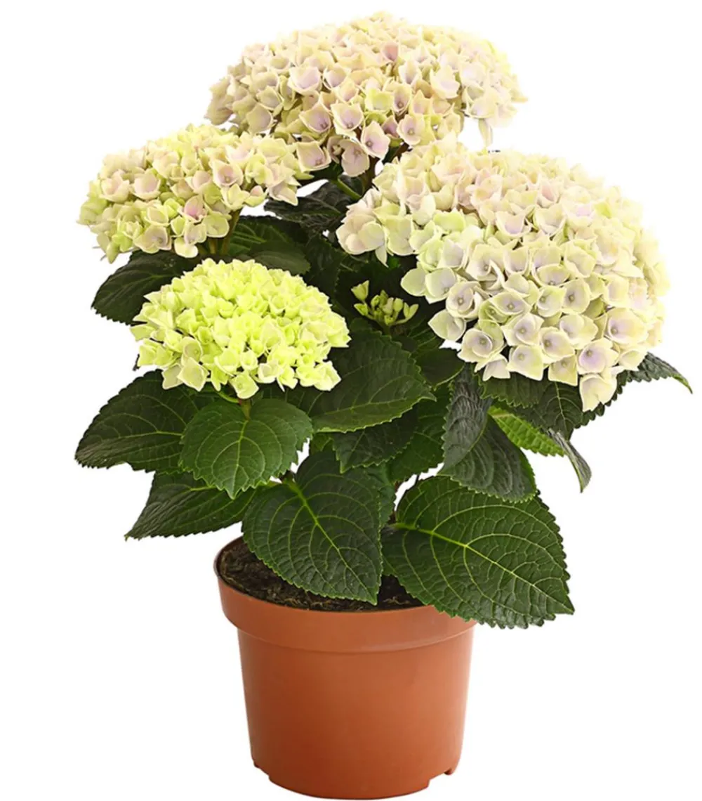 Dehner Zimmerhortensien|Terrassenpflanzen > Hortensie 'Magical', verschiedene Farben