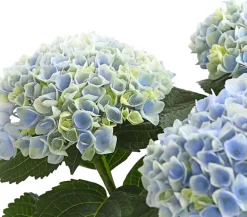 Dehner Zimmerhortensien|Terrassenpflanzen > Hortensie 'Magical', verschiedene Farben