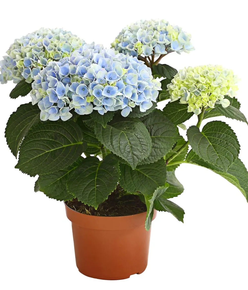 Dehner Zimmerhortensien|Terrassenpflanzen > Hortensie 'Magical', verschiedene Farben