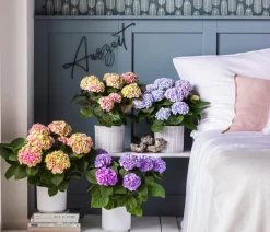 Dehner Zimmerhortensien|Terrassenpflanzen - Hortensie 'Magical', verschiedene Farben