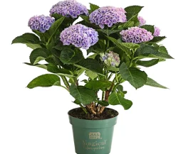 Dehner Zimmerhortensien|Terrassenpflanzen - Hortensie 'Magical', verschiedene Farben